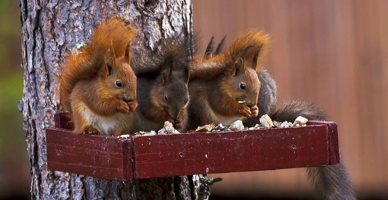 Дикие животные белка и бельчонок. Лесные животные белка с бельчатами. Пять бельчат выстроились как. Белка с бельчатами. Белка с бельчатами.