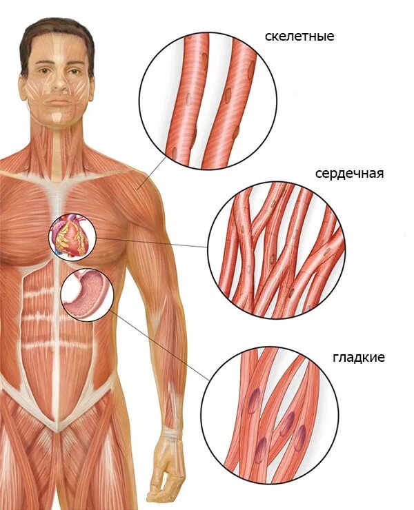 Особенности строения клетки гладкой мышечной ткани. Скелетные мышцы гладкие мышцы сердечная мышца. Мышцы гладкая сердечная скелетная мышца. Мышцы гладкая сердечная скелетная мышца. Мышцы гладкая сердечная скелетная мышца.