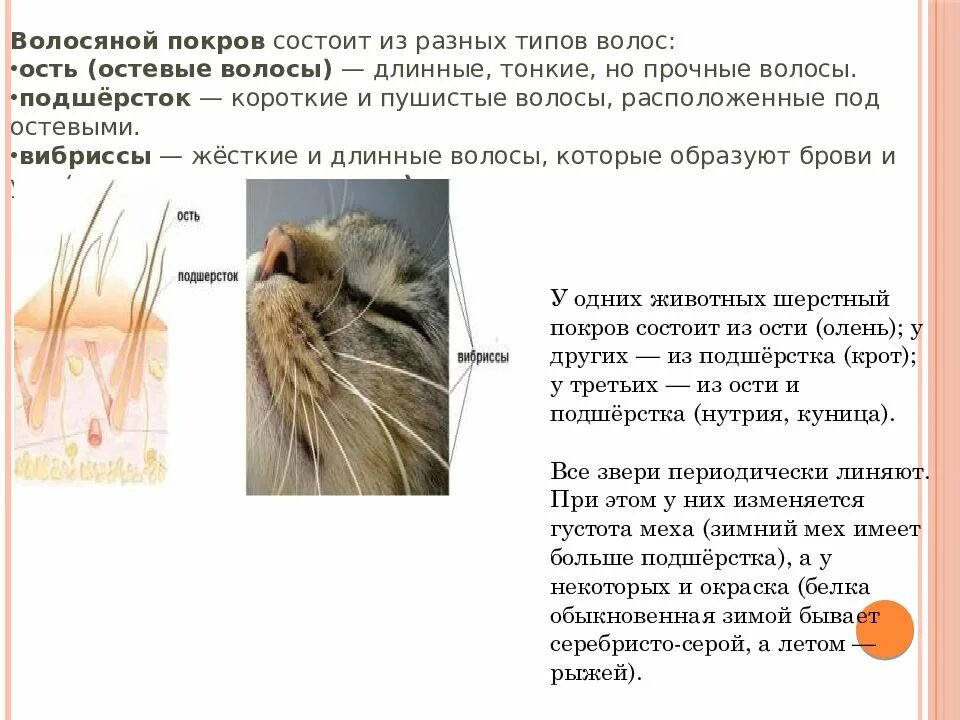 Однороден ли волосяной покров на теле млекопитающего. Виды волос у животных. Волосяной Покров животных. Типы волос по строению у животных. Типы волосяного Покрова у млекопитающих.