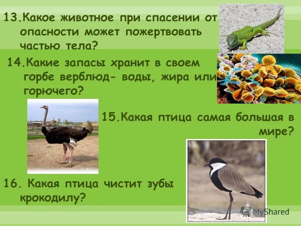 Каких животных спасают от холода запасы. Какие животные спасают запасы жира. какие животные спасаются запасами жира. каких еще животных спасают от холода запасы жира. какие животные спасаются от холода запасом жира.