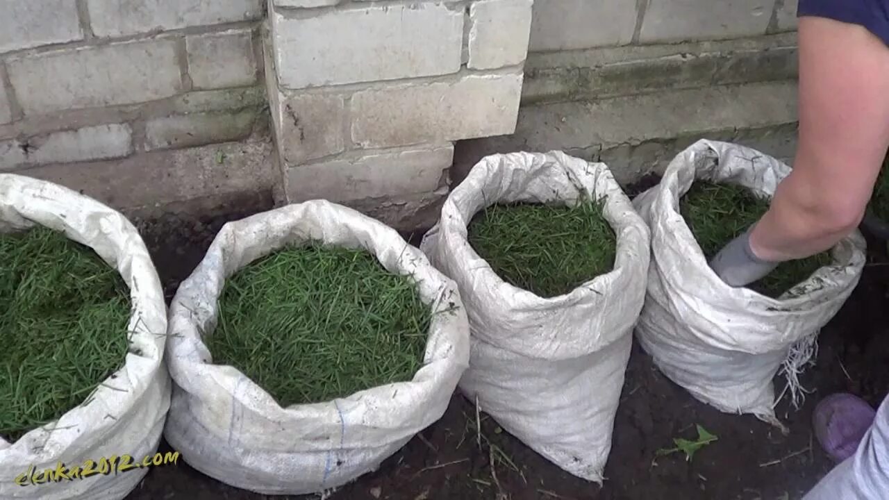 Посадить в мешок. Огород в мешках. картофель в мешках. посадка в мешках. грядка мешок.