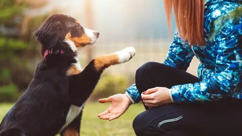 Pet partners