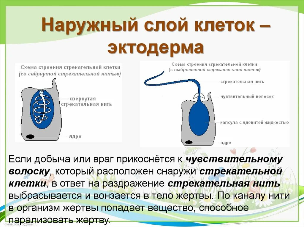 Стрекательная клетка состоит из. Схема строения стрекательной клетки. Стрекательные клетки кишечнополостных. Стрекательные клетки функции. Стрекательные клетки слой клеток.