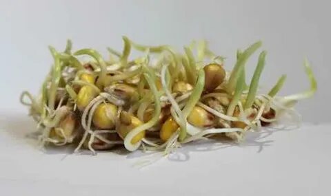 Прорастание семени кукурузы
