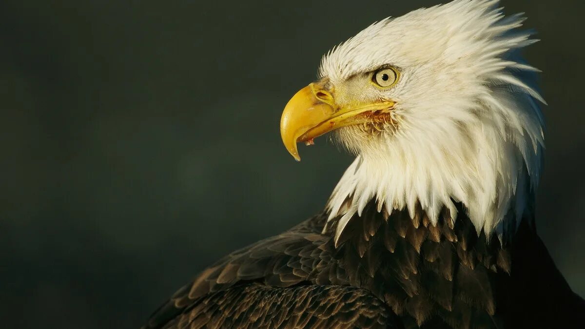 Белоголовый орел фото. The bald eagle is an endangered species. The bald eagle is an endangered species. Белоголовый орлан и человек. Белоголовый орлан сэм.