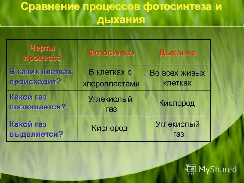 признаки процесса где происходит фотосинтез дыхание. в каких клетках происходит дыхание. таблица по биологии сравнение процессов фотосинтеза и дыхания. фотосинтез и дыхание таблица биология 6 класс. какой газ поглощается какой газ выделяется.