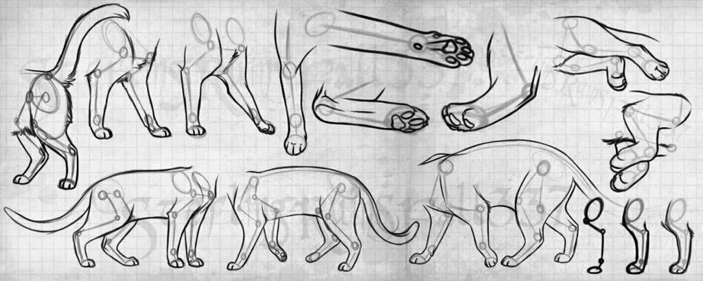 Рисунок тела животного. Коты Воители анатомия лап. Кошачьи лапы референс сзади. Анатомия лапы кота коты Воители. Анатомия лап котов воителей.