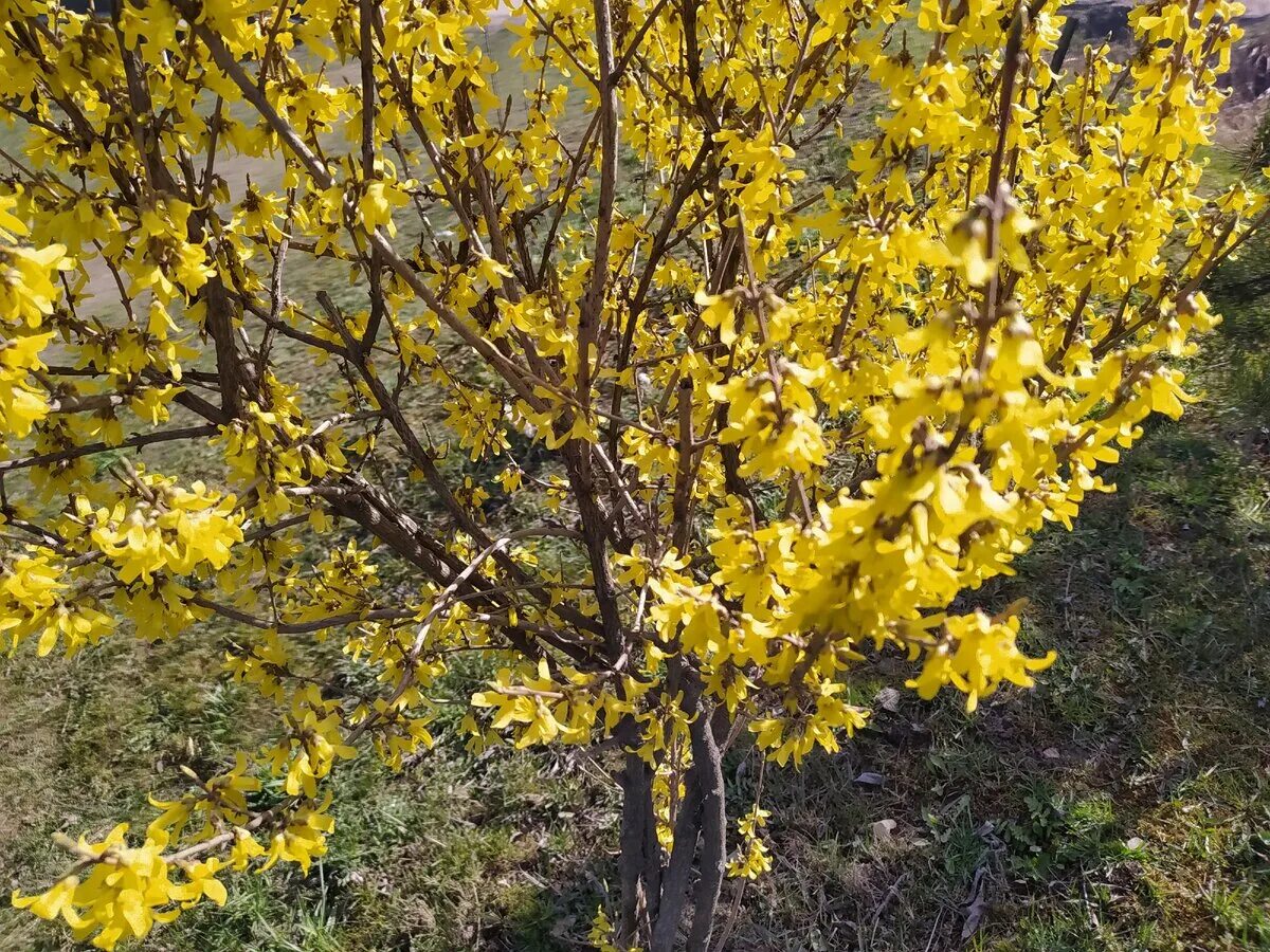 Форзиция линвуд описание. Форзиция линвуд. форзиция джиральда. форзиция пониклая. форзиция вариегата.