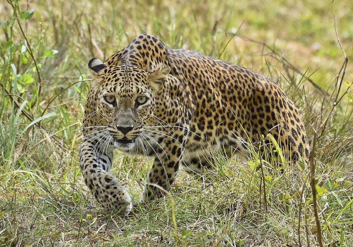 Леопард слоги. Леопард panthera pardus. северокитайский леопард. индокитайский леопард. берберийский леопард.