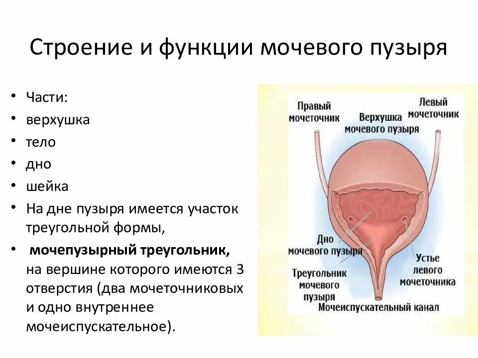 Мочевой пузырь выполняет функцию. Мочевой пузырь строение и функции. Мочевой пузырь анатомия треугольник Льето. Функции мочевого пузыря физиология. Строение мочевого пузыря верхушка тело дно шейка.