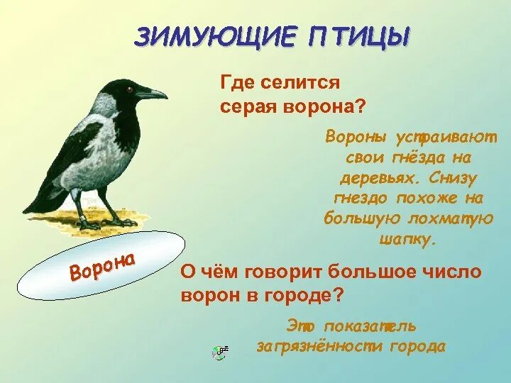 Загадка с вороной. Стих про ворону. загадка о вороне для детей. стих про ворону для детей. загадка про ворона.