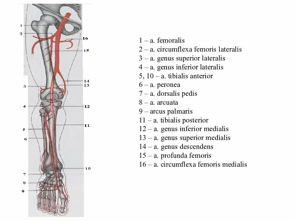 Артериальные сосуды нижних конечностей. Анатомия артериальной системы нижних конечностей. Кровоснабжение нижних конечностей артерии и вены. Артерии нижней конечности анатомия латынь. Артерии нижних конечностей схема.