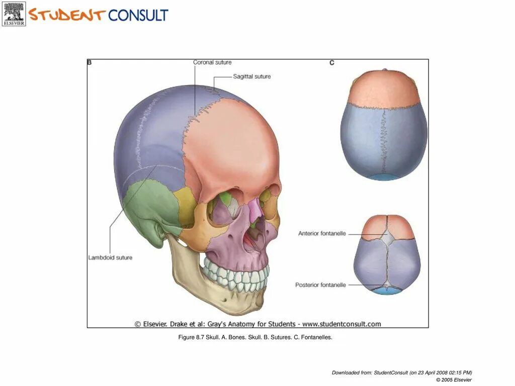 Отделы скелета человека череп. Таблица отделы тела отделы скелета. Тип кости головы. Скелет головы мозговой отдел кости. Общее строение скелета осевой скелет таблица.