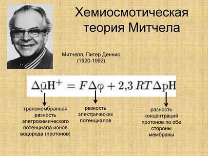 Гипотеза п