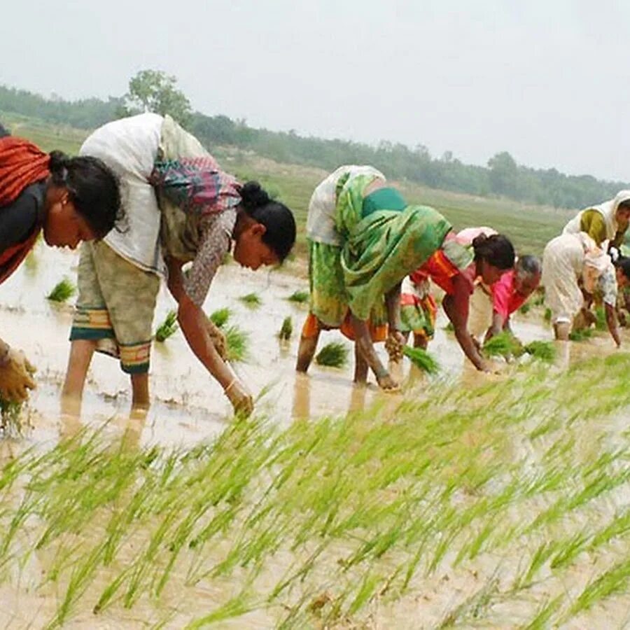 Земледелие в Индии. Сельское хозяйство Индии. Земледельцы в Индии. Промышленность и сельское хозяйство Индии.