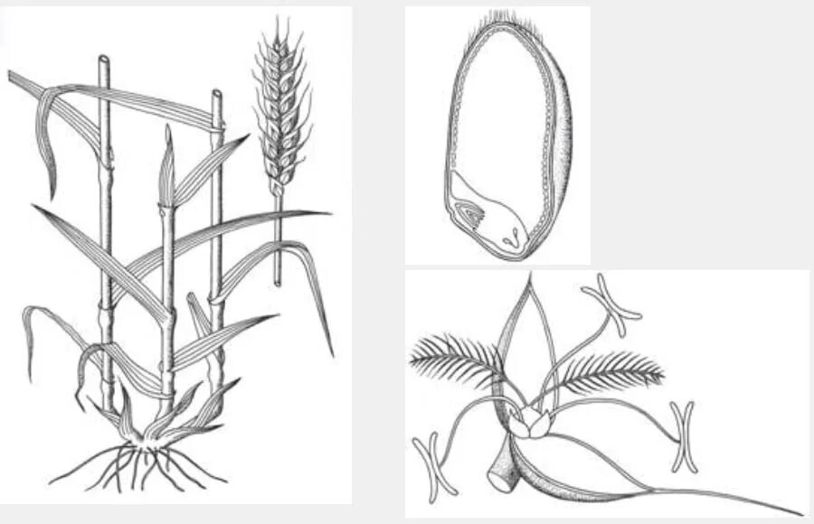 Какие отделы растений показаны на рисунке. Пырей однодольное или двудольное. Пырей ползучий однодольное или двудольное. Пырей двудольное или однодольное растение. Злаковые растения Однодольные нарисовать.