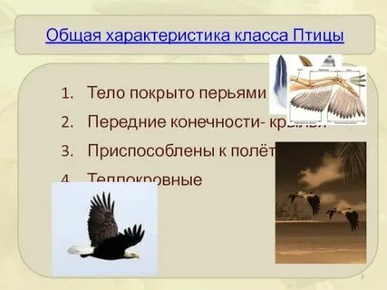 Класс птицы общая характеристика