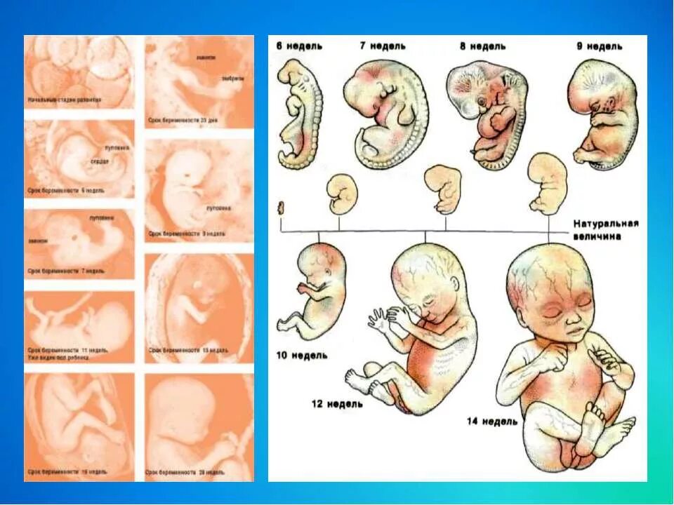 Беременность и роды 8 класс. Этапы развития плода. Таблица развития плода. Развитие ребенка эмбриона по неделям. Схема развития плода по неделям.