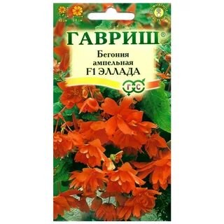 Бегония абгарян