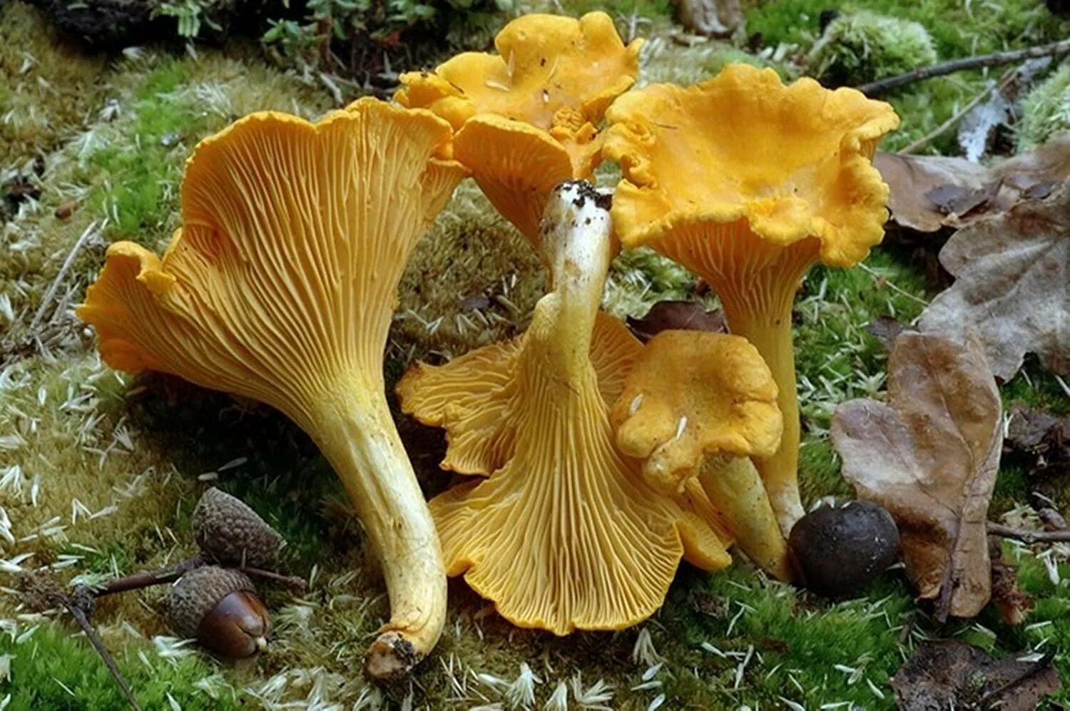 Cantharellus cibarius (Лисичка обыкновенная). Лисичка желтая (Cantharellus cibarius). Cantharellus cibarius – Лисичка настоящая. Лисичка киноварно-красная. Лисичка пластинчатый