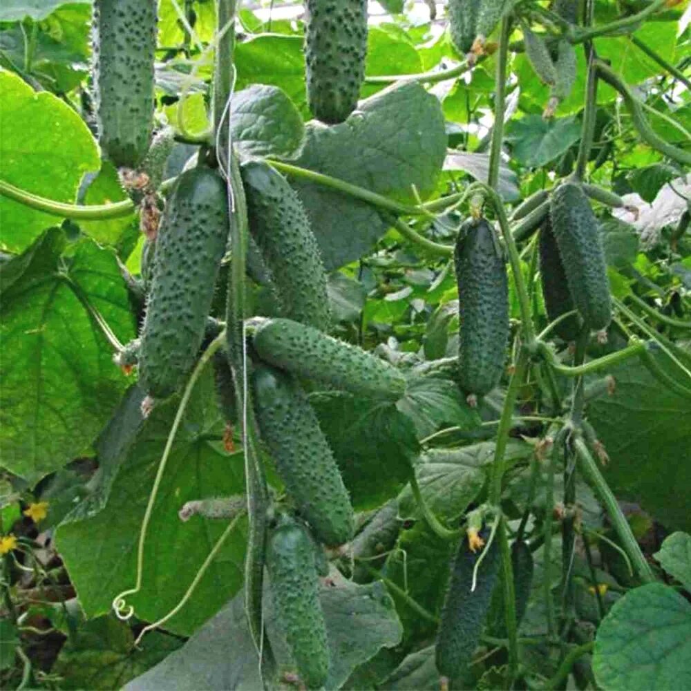 Огурец валькирии ф1. Семинис огурцы герман f1. Огурец вятич f1. Огурец амур 1801 f1. Сорт огурцов конни f1.