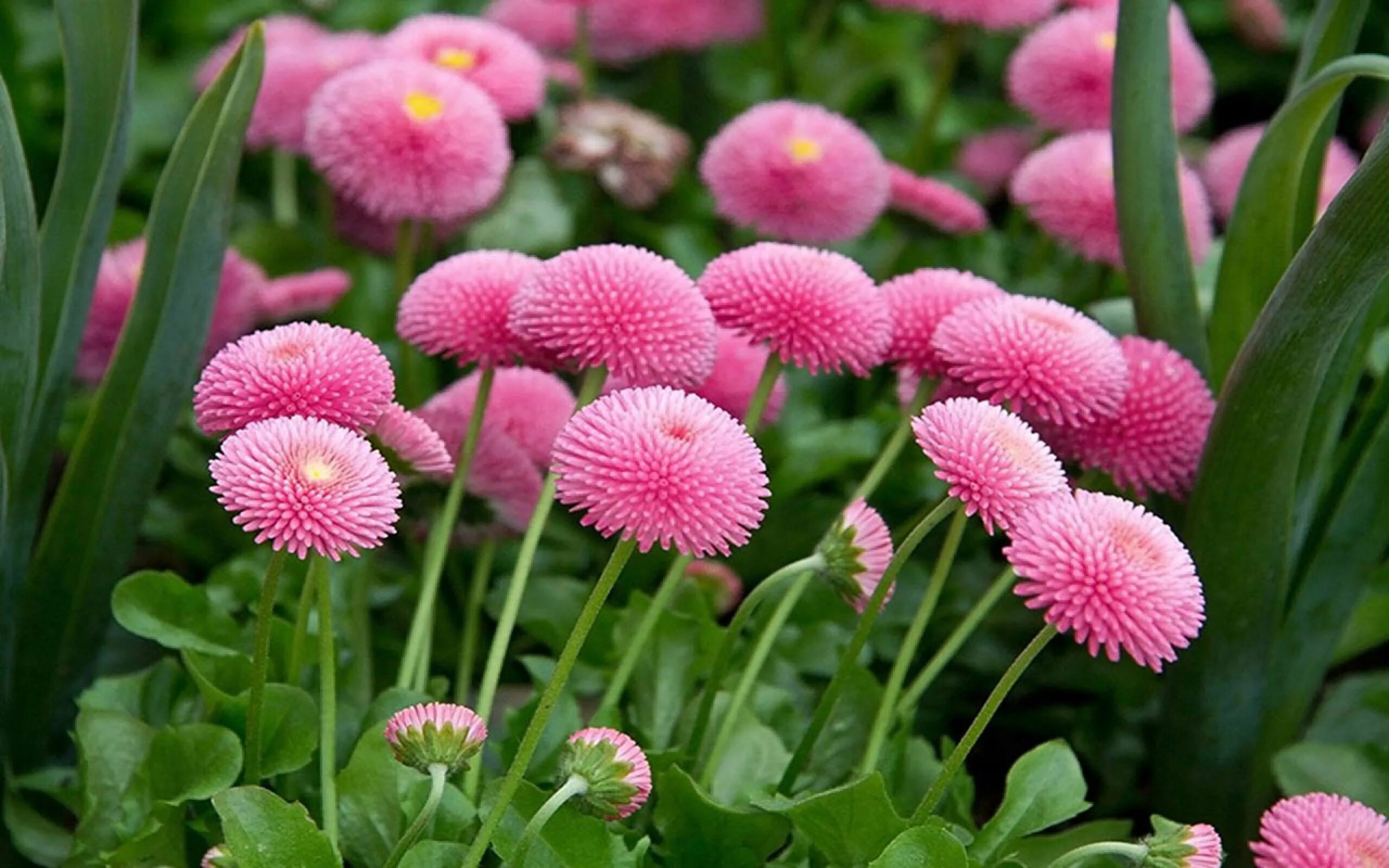 Маргаритка махровая помпонная. Bellis perennis. Маргаритка помпонная, смесь. Маргаритка многолетняя тассо. Bellis perennis.