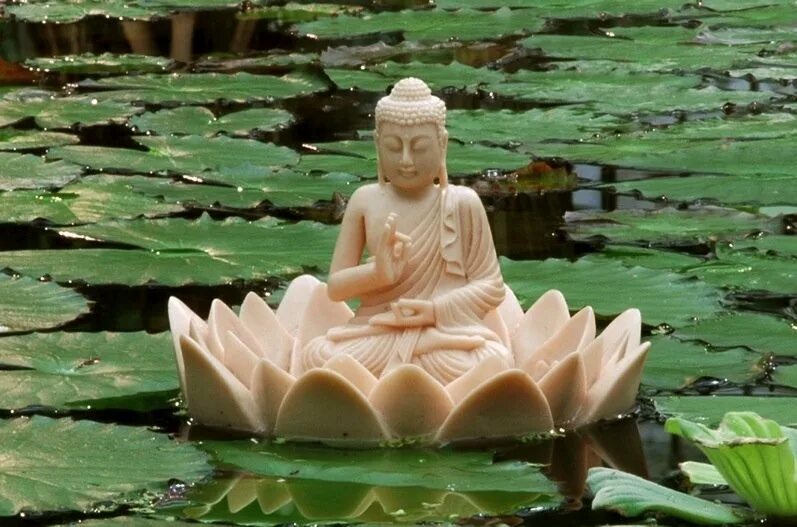Буда видео. Будда Лотос. Лотос Падма буддизм. • Лотос (Падма) Будда. Лотос в буддизме.