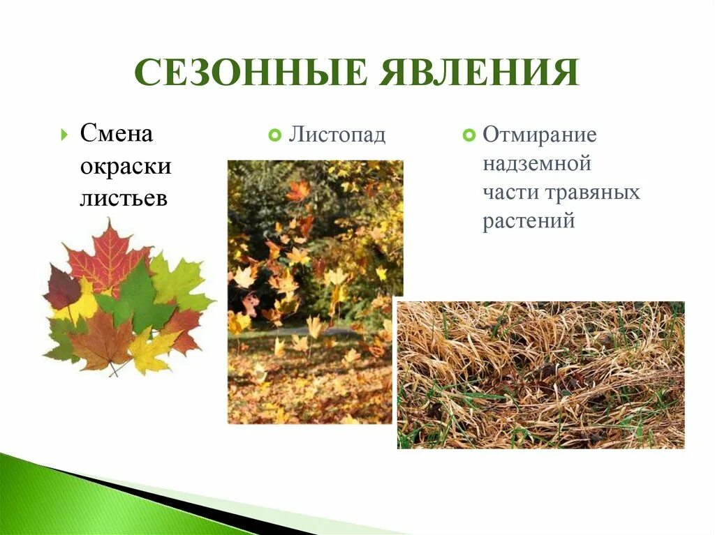 Осенние изменения у растений. Осенние сезонные явления. Явления в жизни растений осенью. Сезонные изменения в жизни растений осенью. Доклад по биологии сезонные изменения
