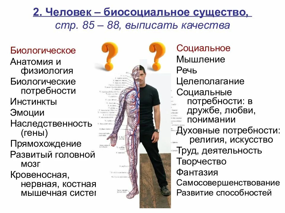 Назовите биологическую сущность человека. Человек биосоциальное существо. Био и соц в человеке. Биосоциальное в человеке. Человек это социально биологическое существо.