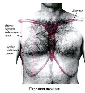 Срединная линия грудины
