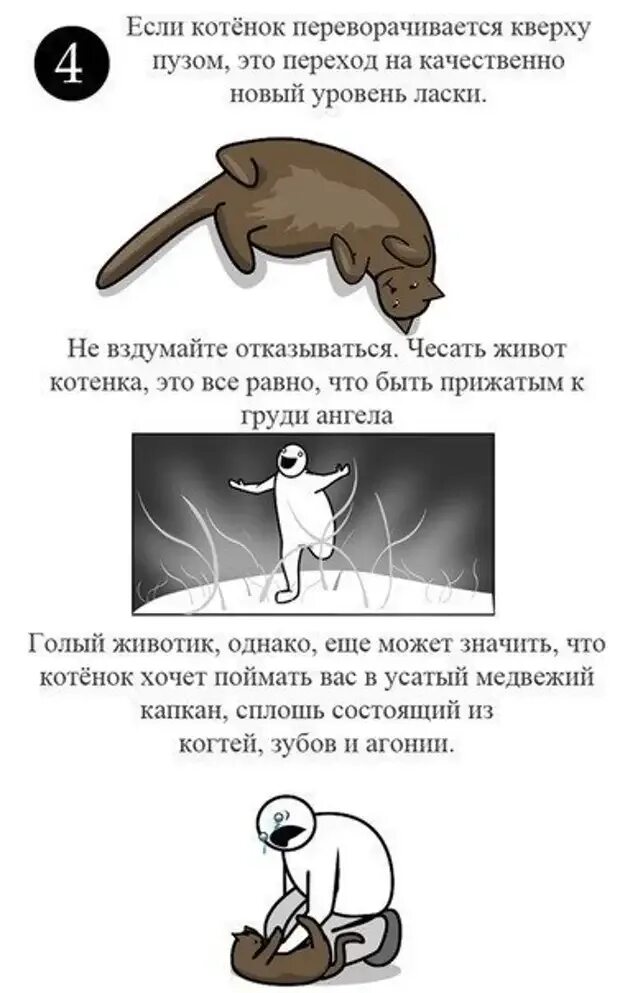 Как гладить кота. Как правильно гладить котенка. где правильно гладить кота. как приятно погладить кота.