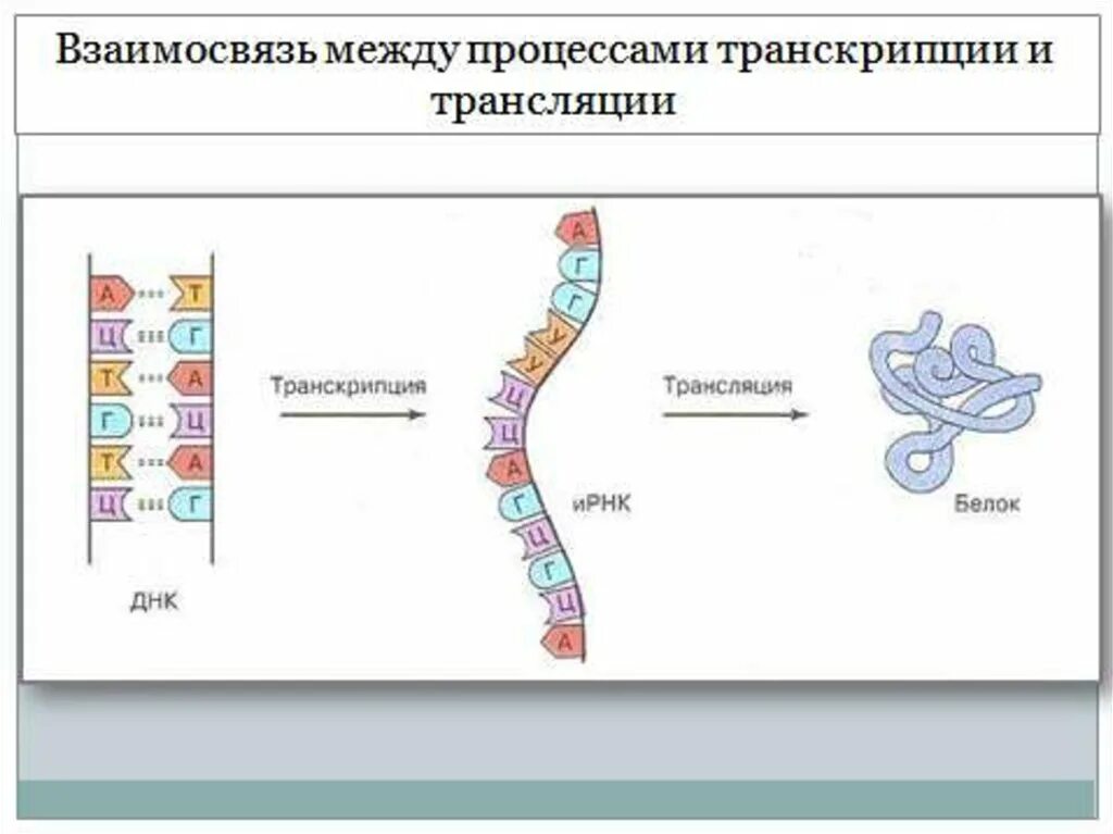 Последовательность транскрипции трансляции. Процесс транскрипции и трансляции схема. Процесс транскрипции белка. Процесс транскрипции трансляции таблица. Трансляция и транскрипция в биологии схема.