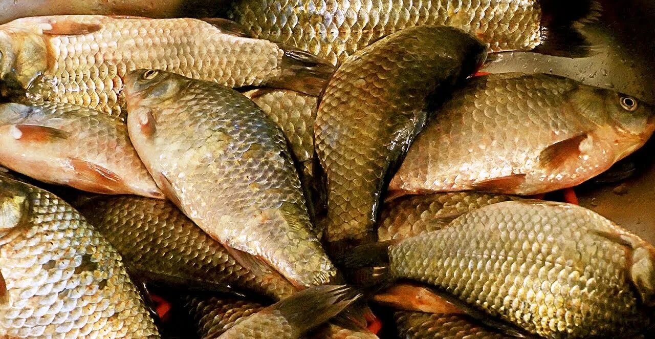 пузанок рыба приморья. тут рыбы много. рыба тут сочи. тут рыбы много. рыбный рынок.