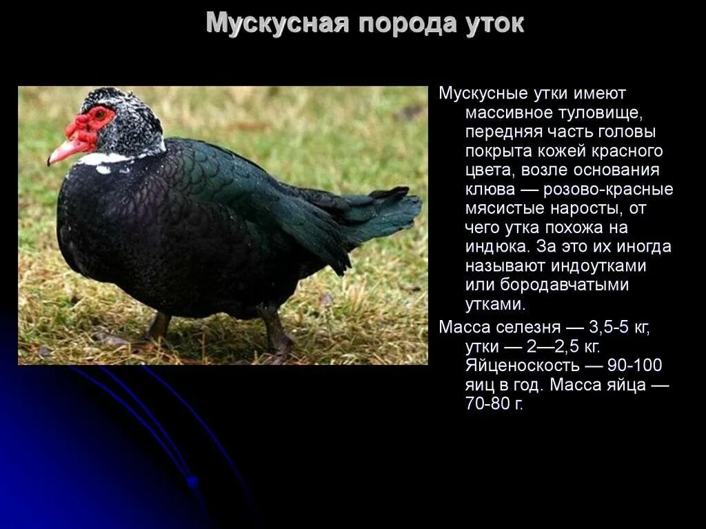 Расцветки мускусных уток. Индоутки мускусные утки. Дикая мускусная утка. Индоутки мускусные утки. Мускусная утка описание характеристики.