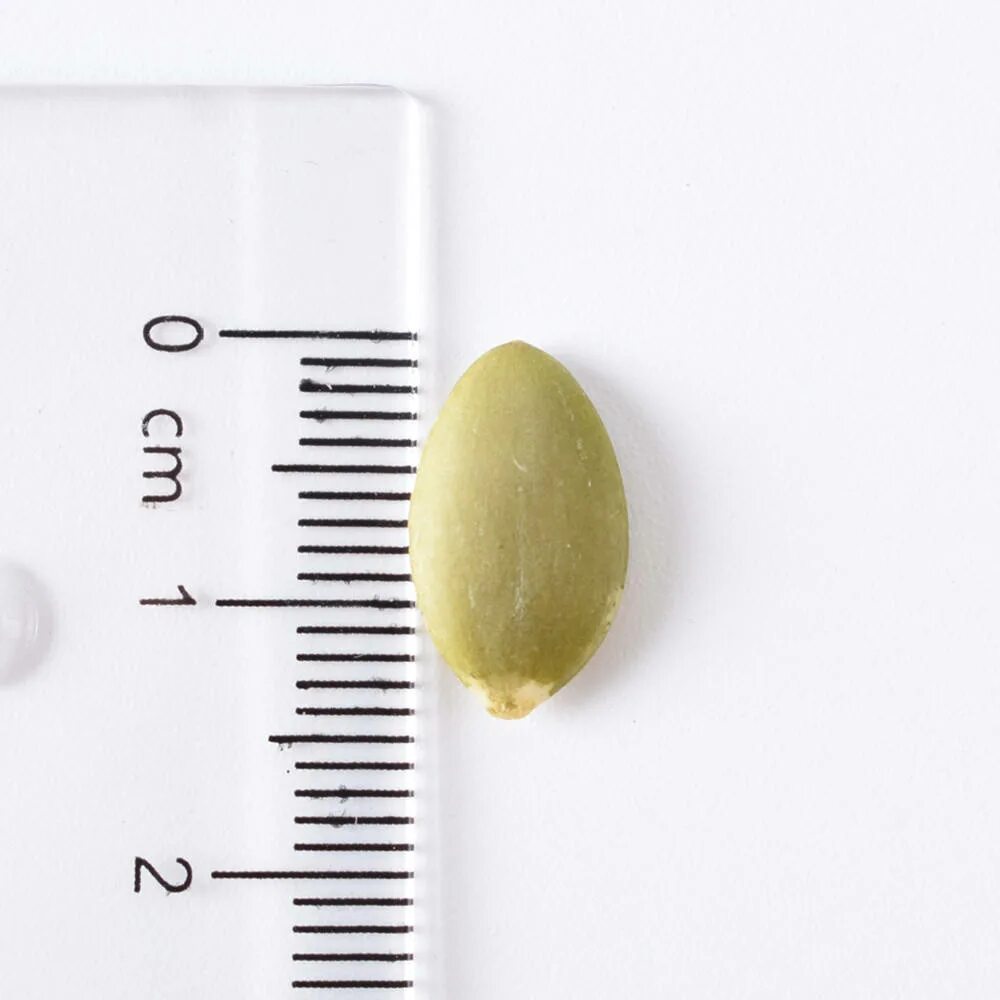 Длина семени тыквы