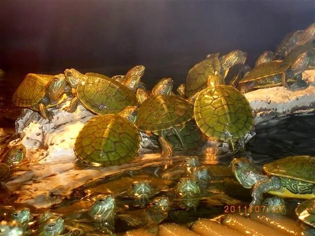 Гуппи для красноухих черепах. Черепашата красноухая в аквариуме. Аквариум для красноухой черепахи. Черепаха в аквариуме с рыбками. Можно держать черепаху с рыбками.