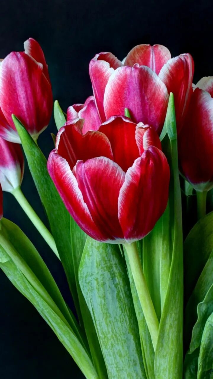 Тюльпаны вертикальные картинки. Тюльпан Флеминг Спрингрин. Двухцветные тюльпаны. Тюльпан малиновый. Роскошные тюльпаны.