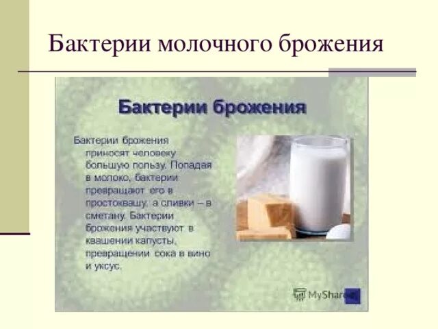 Положительные и отрицательные бактерии. История открытия бактерии фото. Положительная роль бактерий. Отрицательная роль бактерий в жизни человека. Отрицательная роль бактерий.