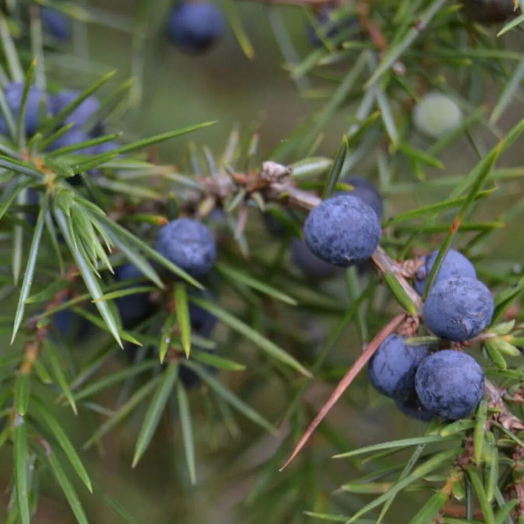 можжевельник лесной ягоды. можжевельник лесной ягоды. можжевельник лесной ягоды. ягоды можжевельника суецика. можжевельник обыкновенный шишкоягоды.