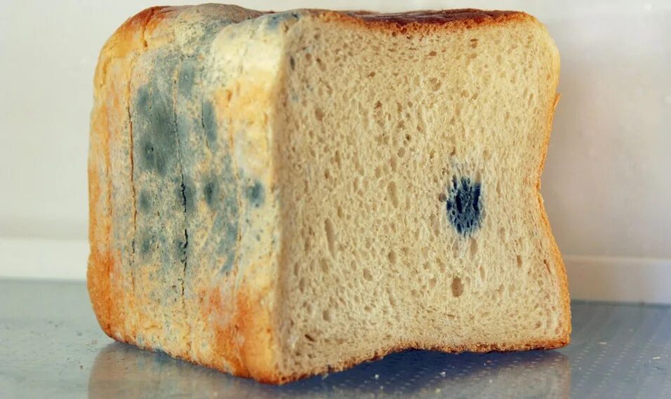 Плесневые грибы на хлебе. Плесневение хлеба. Плесень на хлебе. Испорченный хлеб. Заплесневелая Буханка хлеба.