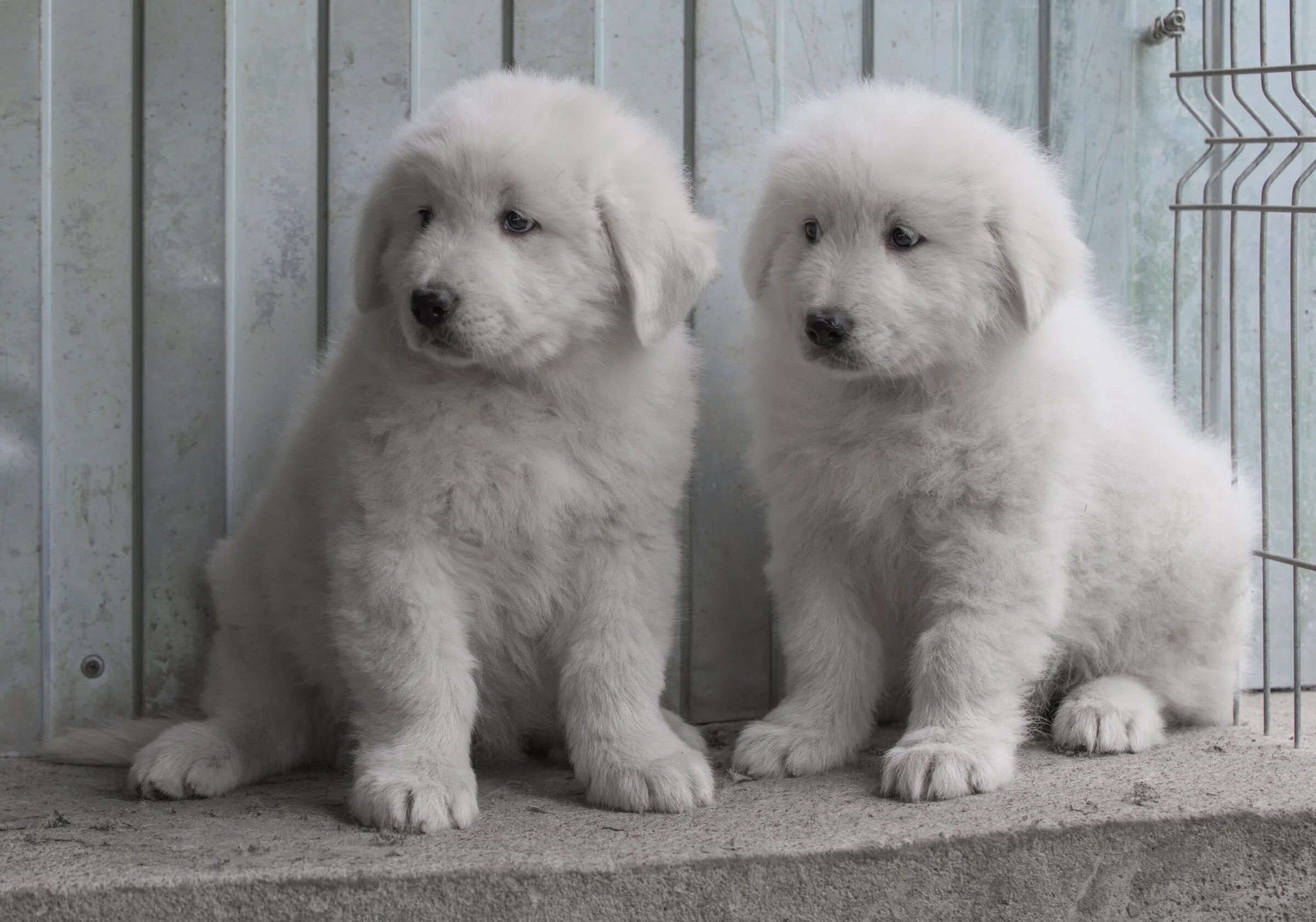 мареммо абруцкая овчарка. маремма-абруццкая овчарка. мареммо абруццкая овчарка щенки. абруццкая овчарка. итальянская овчарка маремма абруццкая.