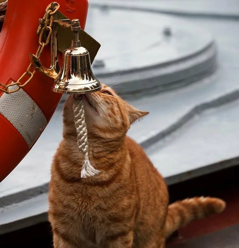 Корабельный кот. Корабельный Крысолов.