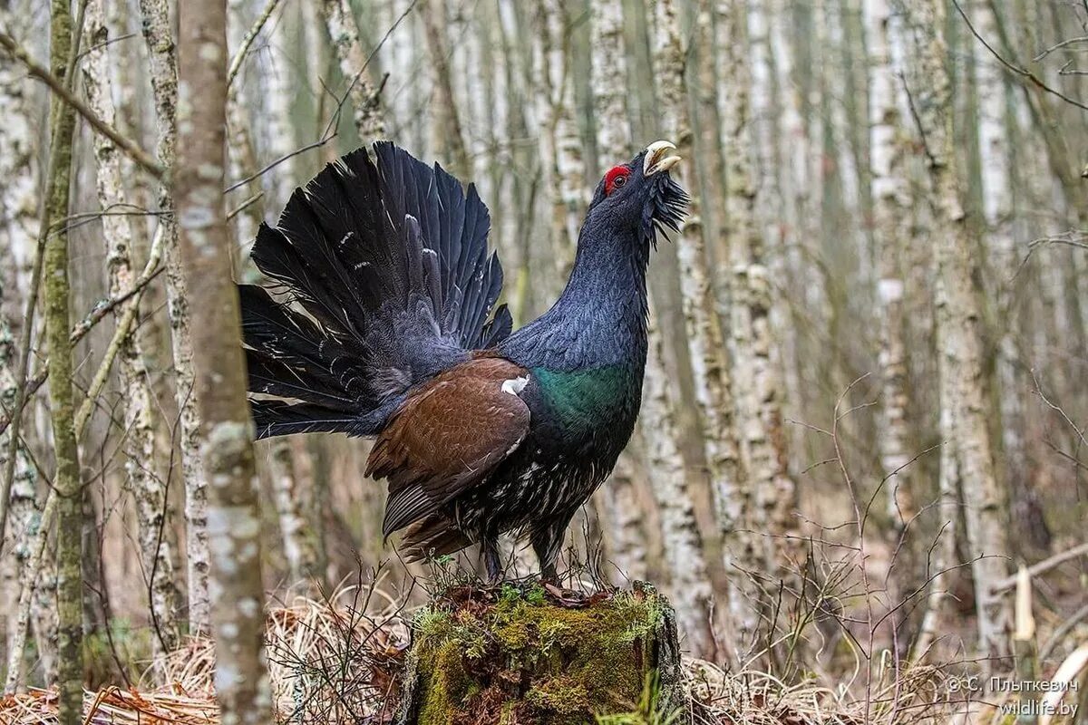 Глухарь (Tetrao urogallus). Чернобрюхий Глухарь. Обыкновенный Глухарь. Глухарь Сибирский.