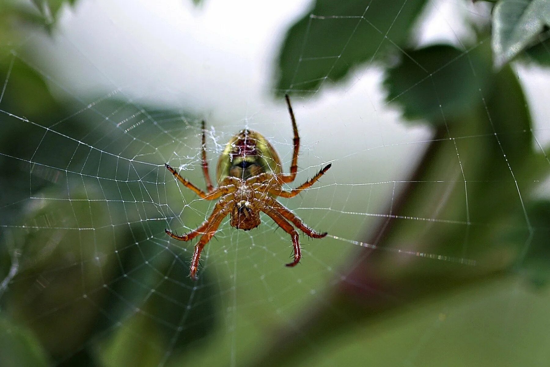 Паук без установки. Araneus alsine - крестовик зябкий. паук крестовик зябкий. паук крестовик садовый. паук крестовик каракурт.