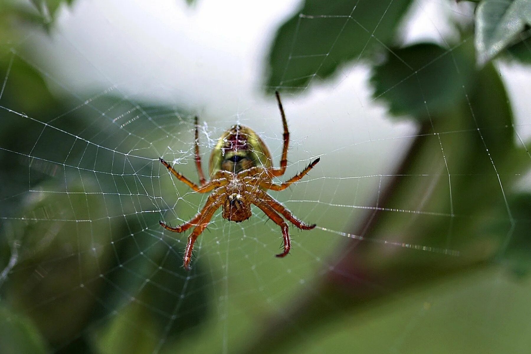 Spiders pictures. Araneus alsine - крестовик зябкий. Паук крестовик зябкий. Паук крестовик садовый. Паук крестовик Каракурт.