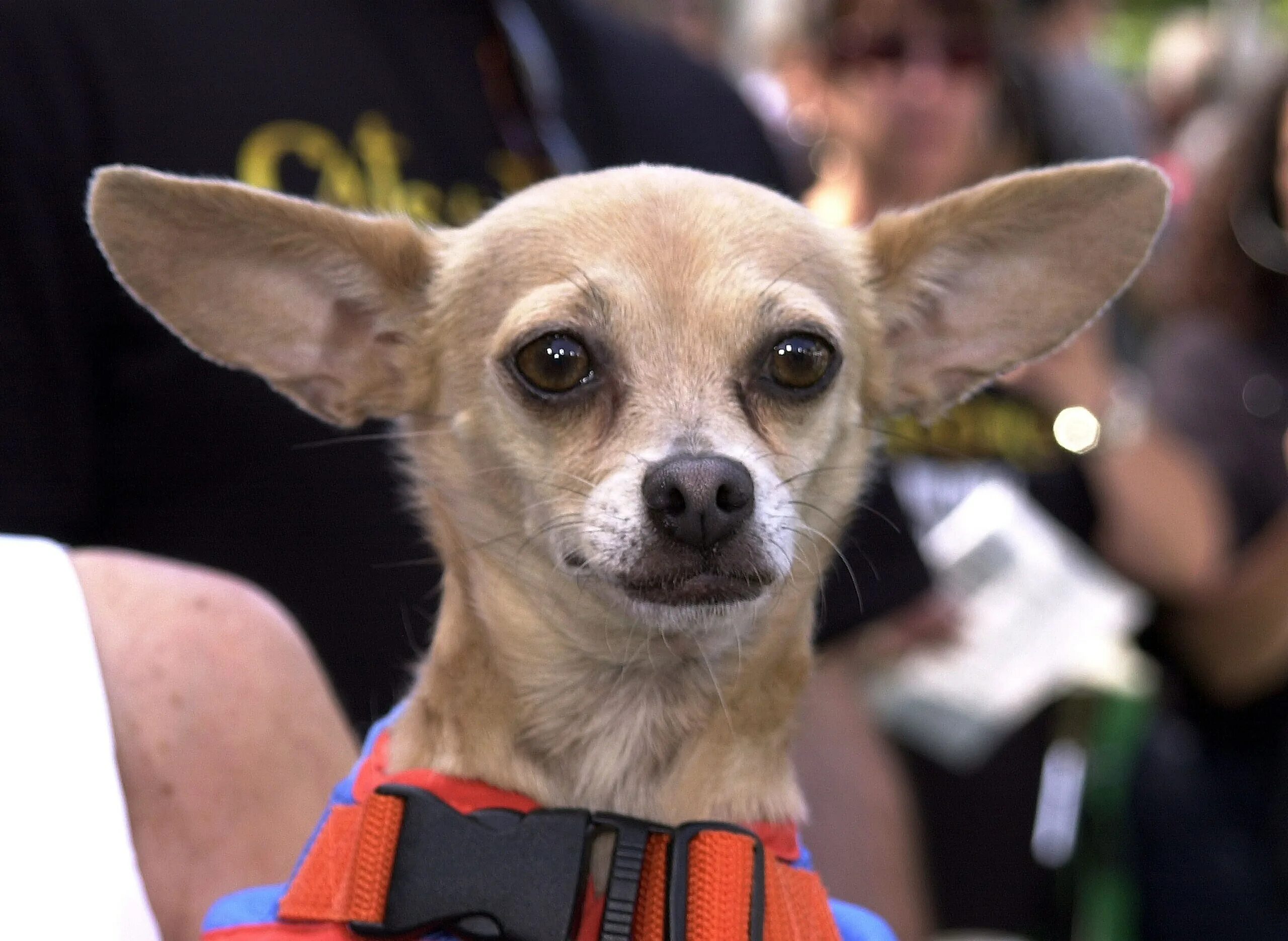 мексиканская сторожевая чихуахуа. мексиканский чихуахуа гладкошерстный. чихуахуа молли. чивава мексиканская. Chiwawa оборот.