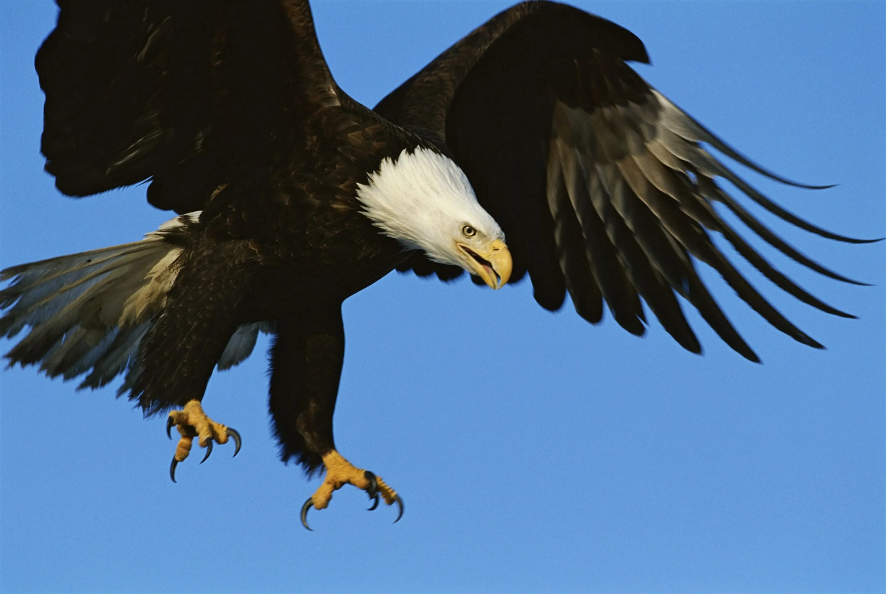 Нападение орла. Eagle. Орел атакует. Орел нападает. Нападающий Орел.