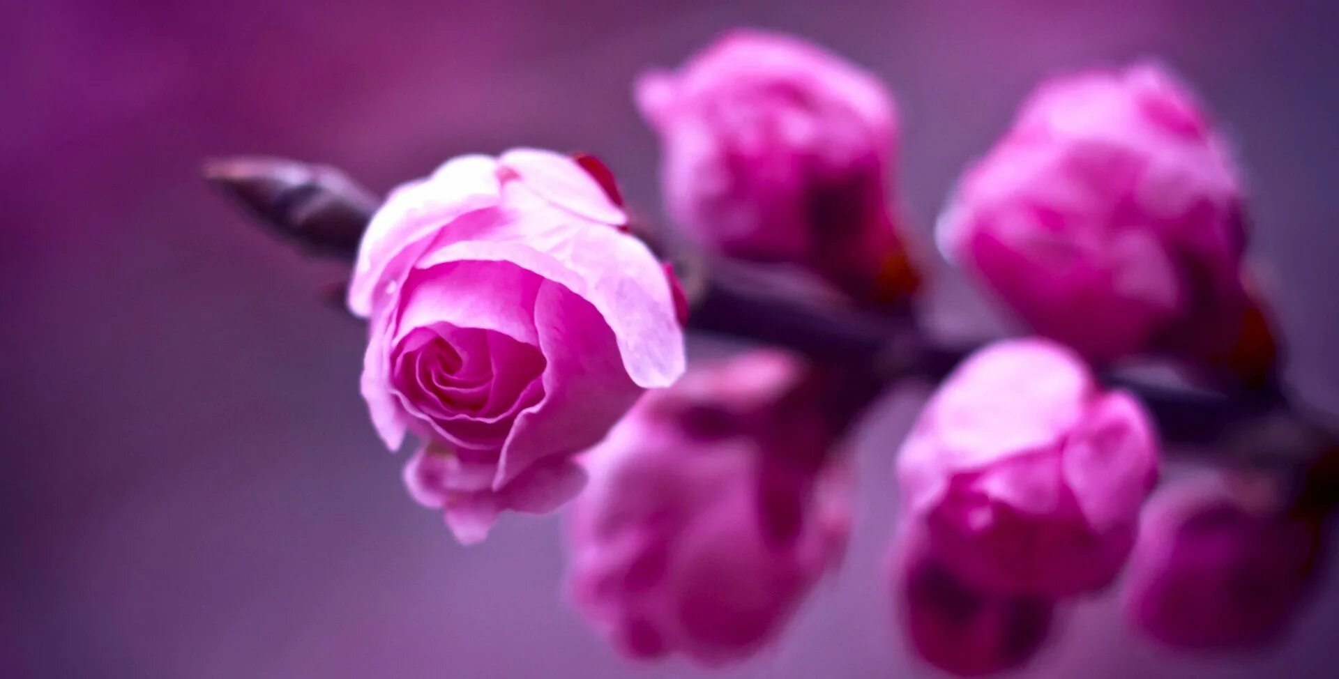 Розово фиолетовые цветы. Розы обои. Весенние цветы. Цветок с сиреневым бутоном.