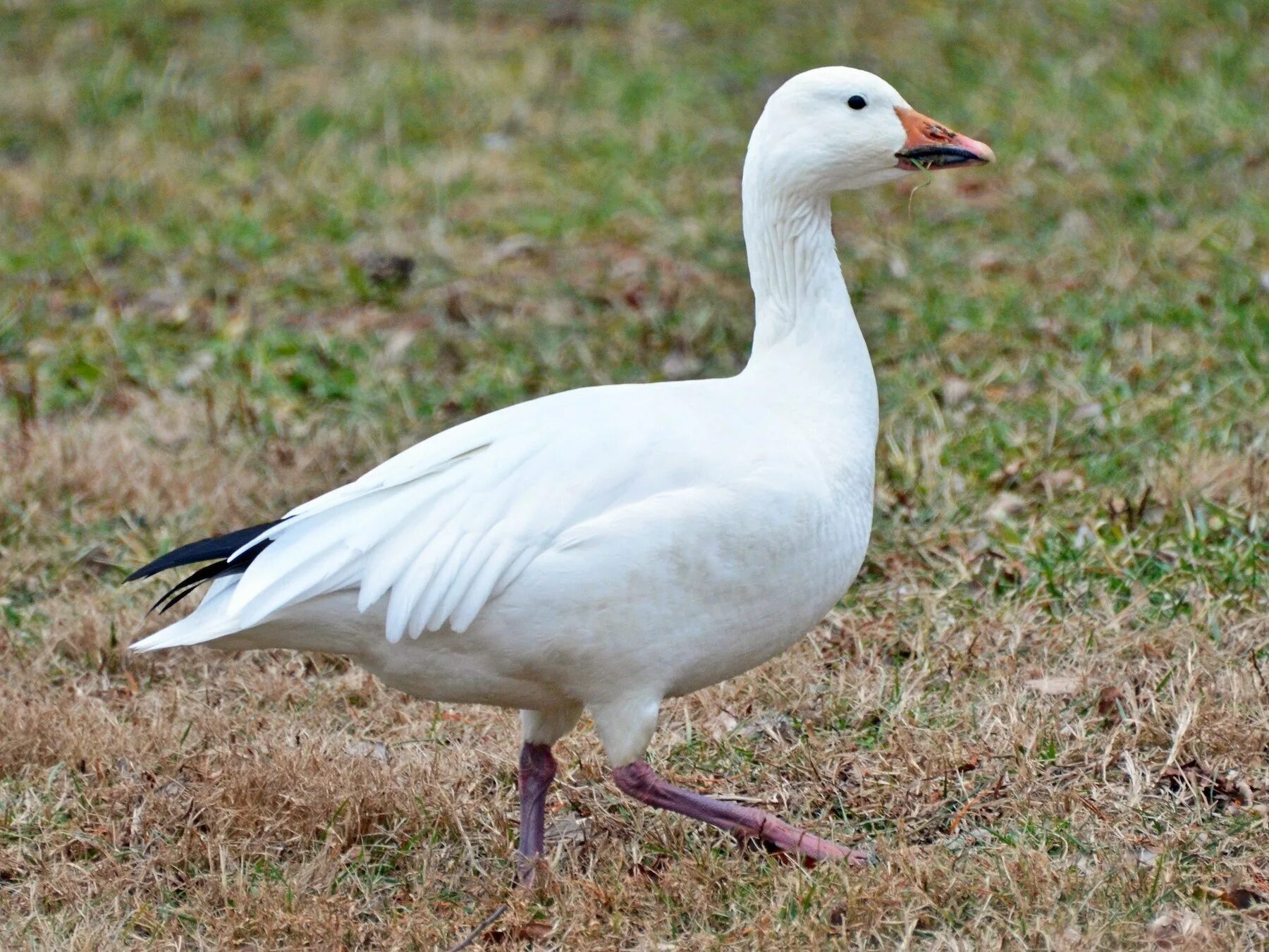 Гусь альбинос. Сноу Гус (Snow Goose). Белый Гусь. Огромный белый Гусь.