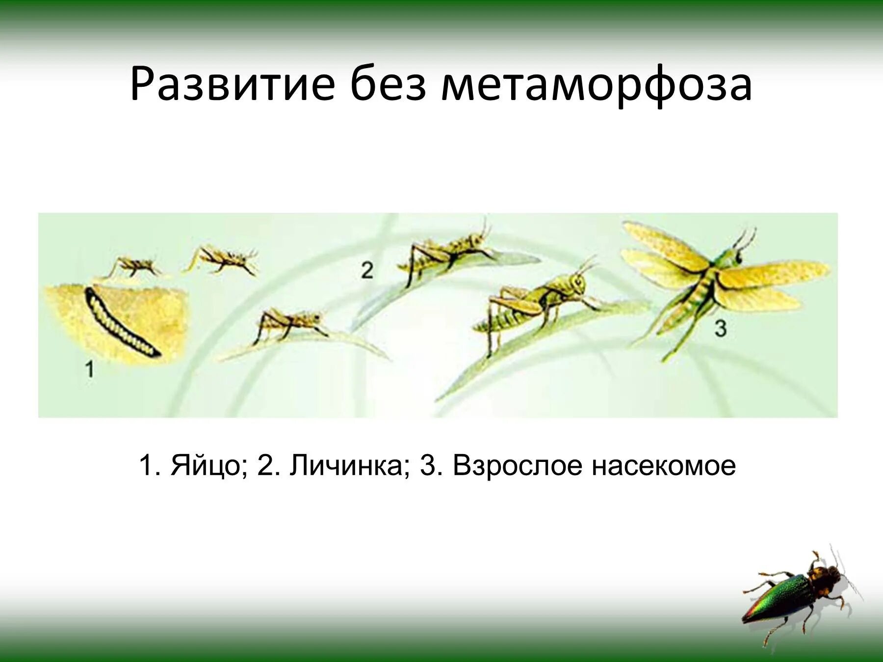 Фазы развития прямокрылых. Стадии развития прямокрылых. Отряды насекомых Прямокрылые. Прямокрылые виды развитие. Прямокрылые насекомые развитие